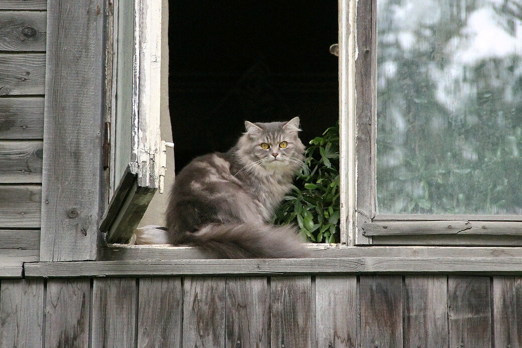 Фото с яндекс картинок