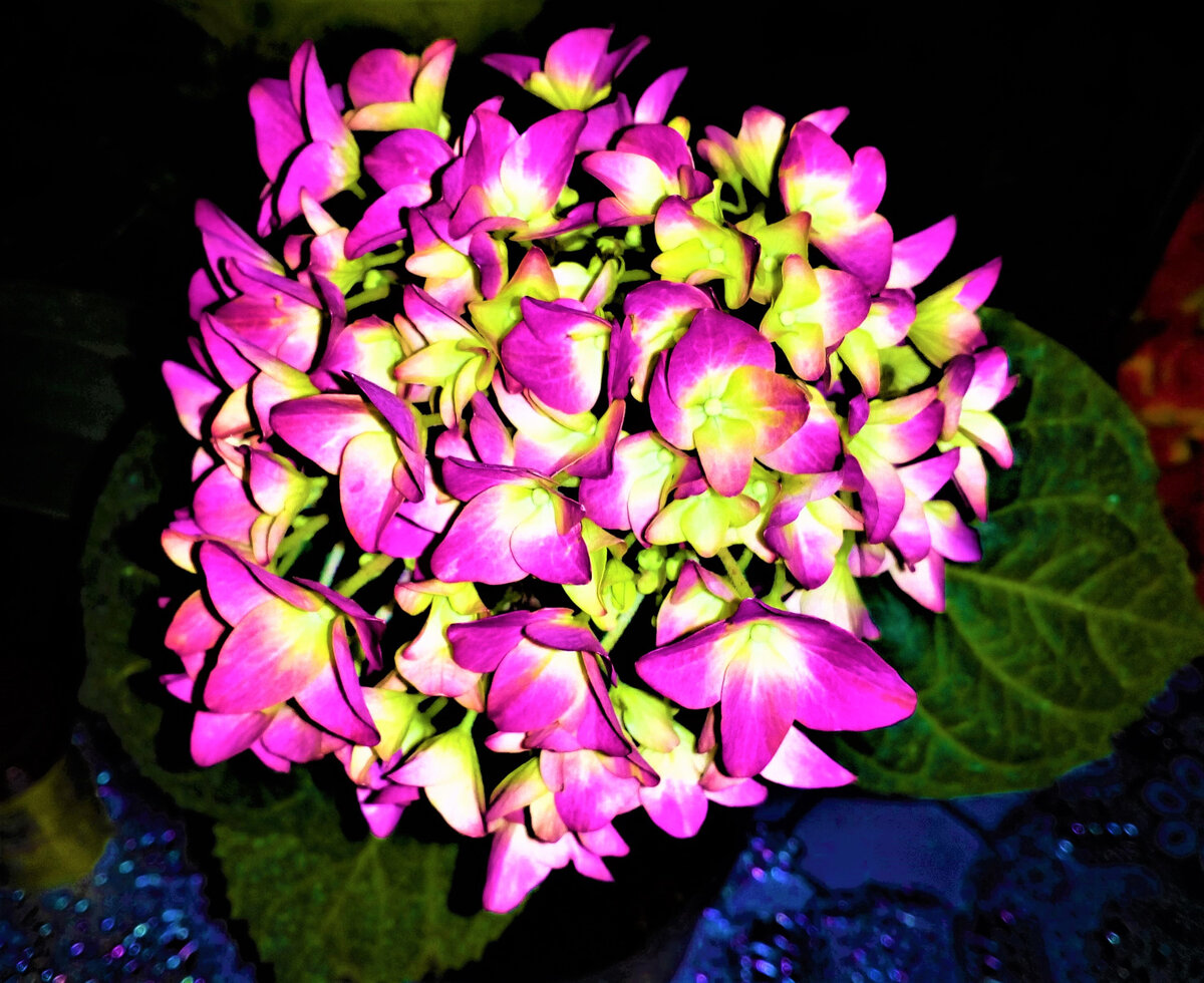  Крупнолистная гортензия, выращенная из черенка сорт «Hovaria» Hobergine. Фото автора.