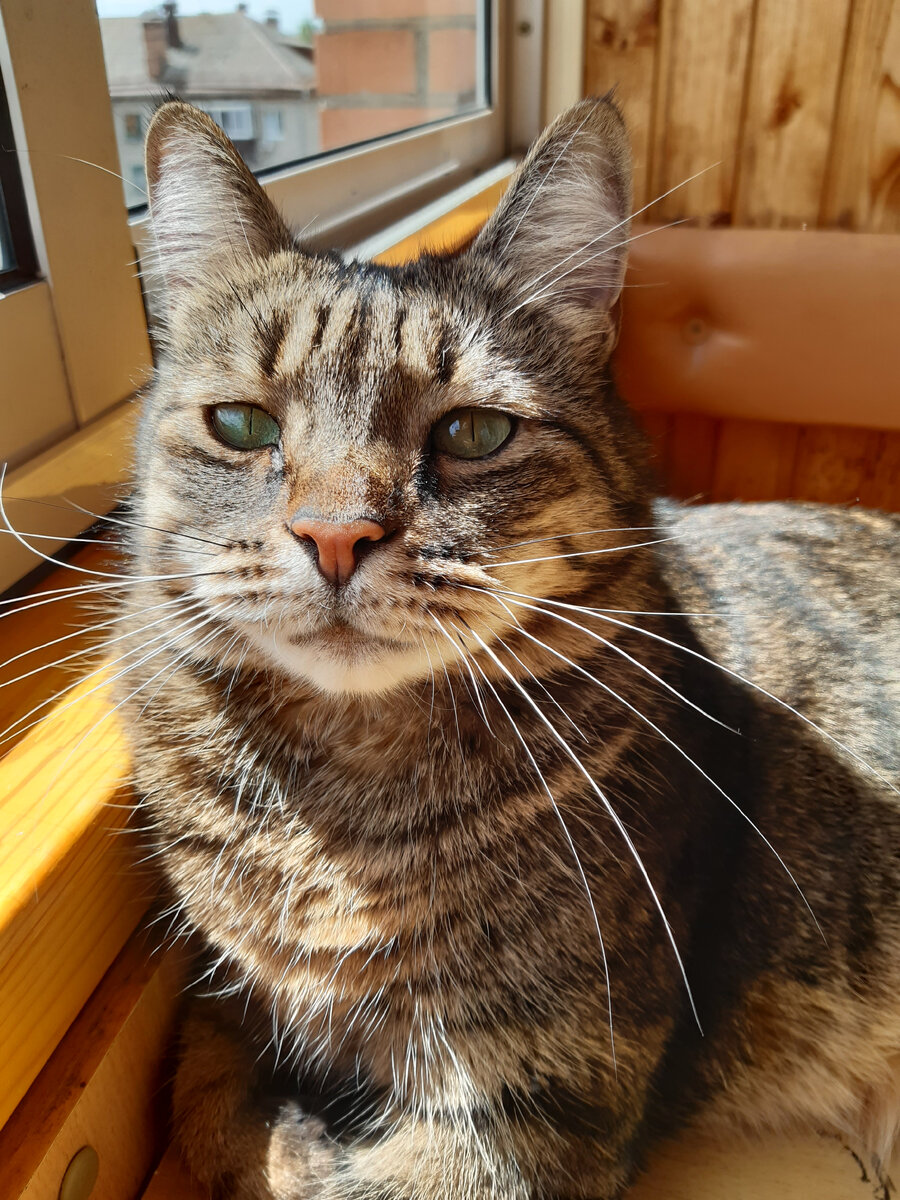 Так порой Масик смотрит, когда мы одариваем ласками Боню