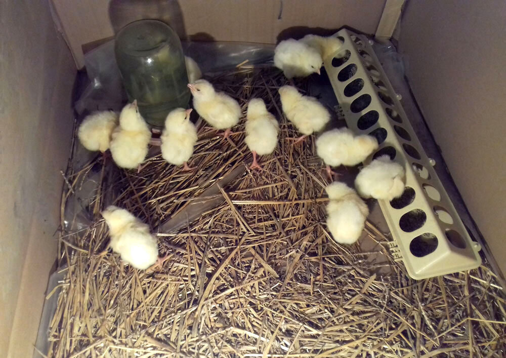 Суточный бройлер