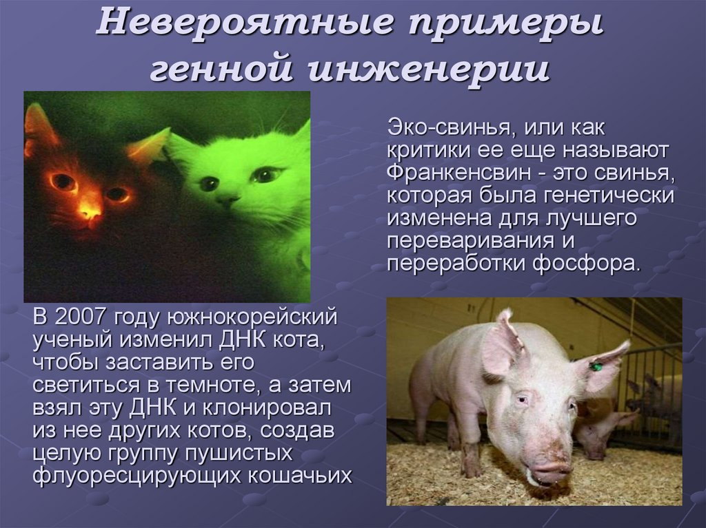 Презентация "Генная инженерия и клонирование" - скачать проект