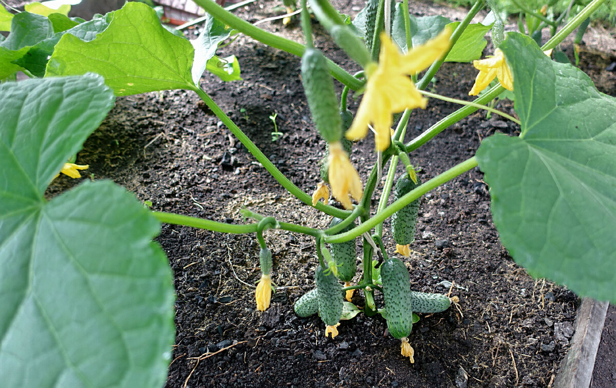 Конец июня – появляются первые зеленцы, а коварный вредитель уже наготове