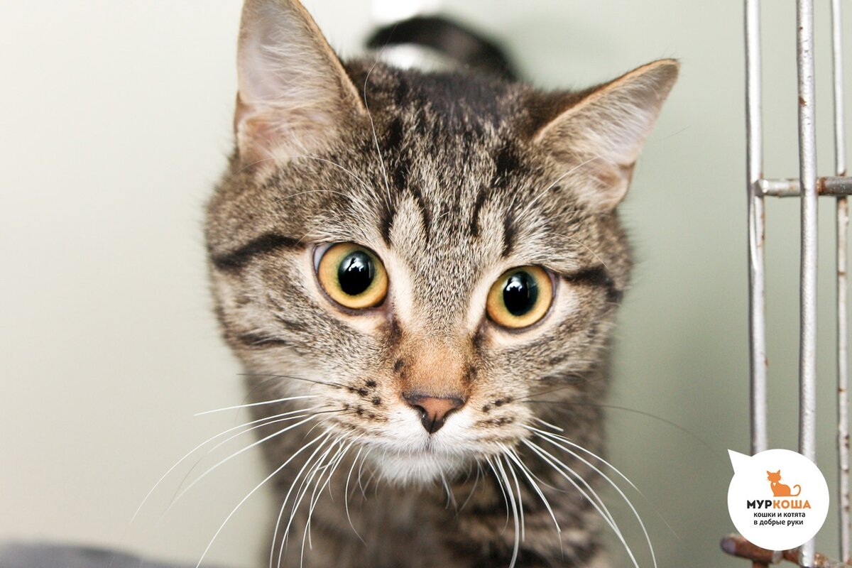 Ох уж эти глазки!..