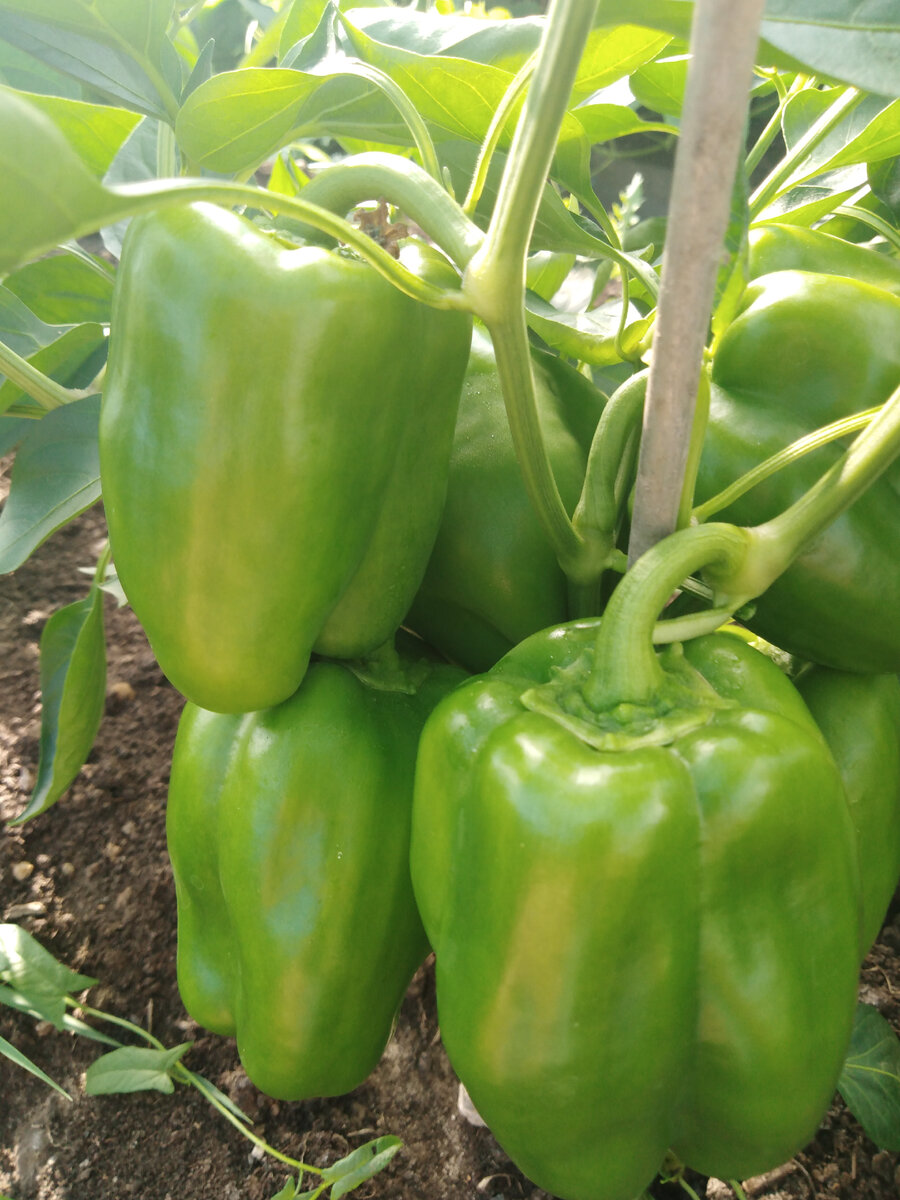 Мой перчик.Личное фото