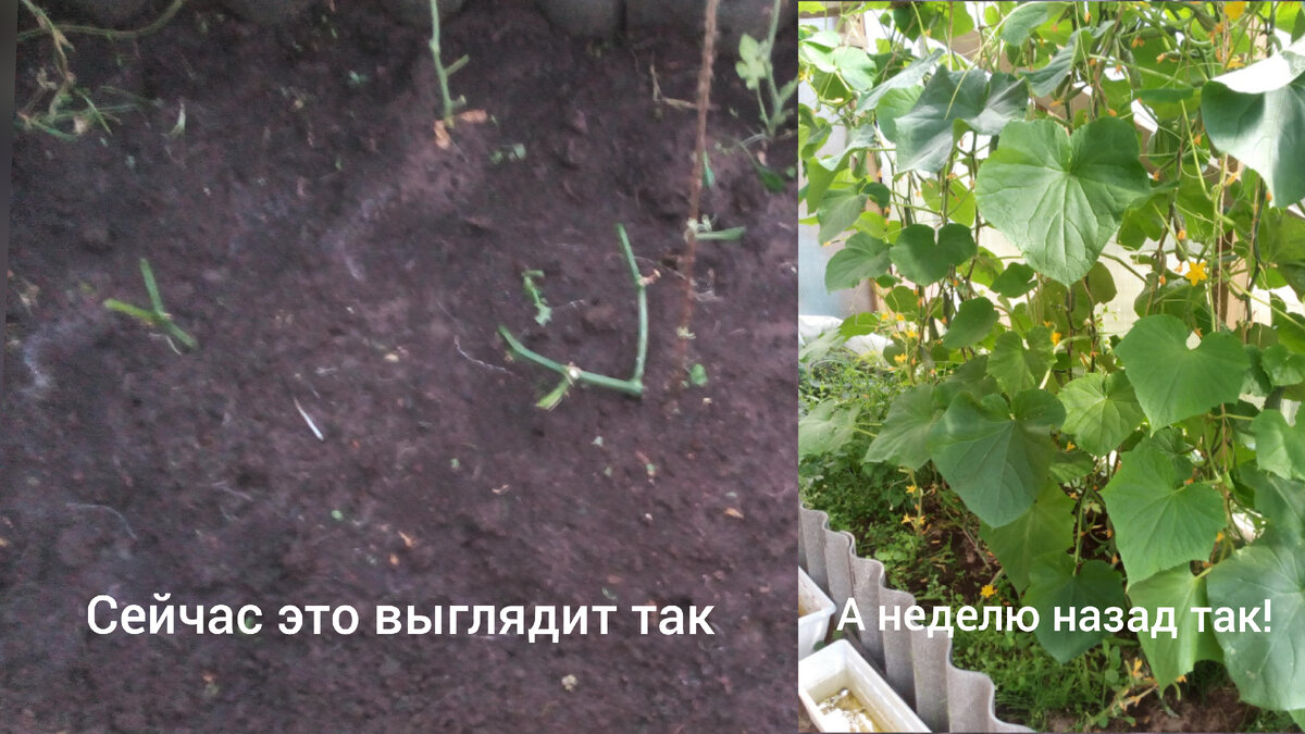 Пришлось вырезать все огурчики