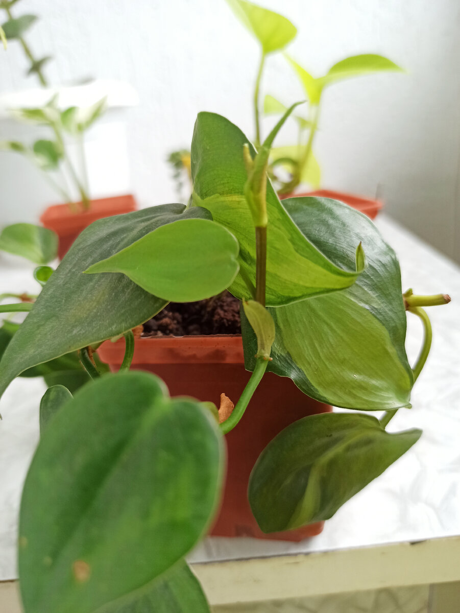 Новые листики растут