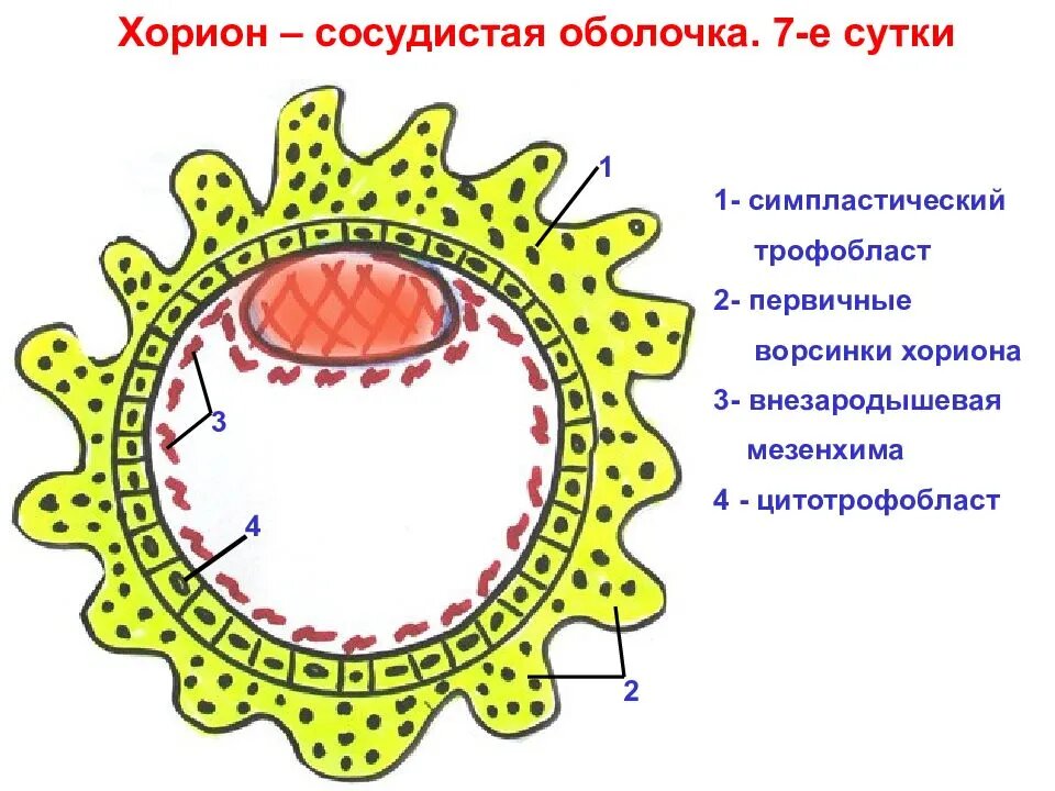 Внезародышевые органы человека