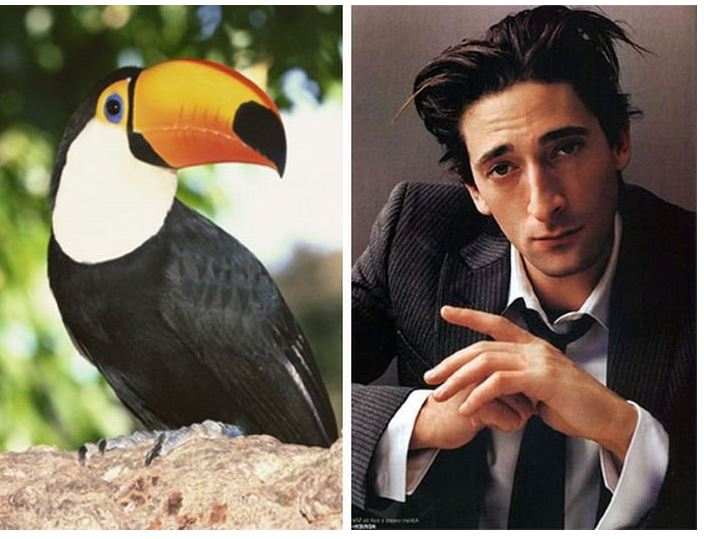 Птица похожая на человека. Актер похожий на птицу. Люди похожие на животных и птиц.