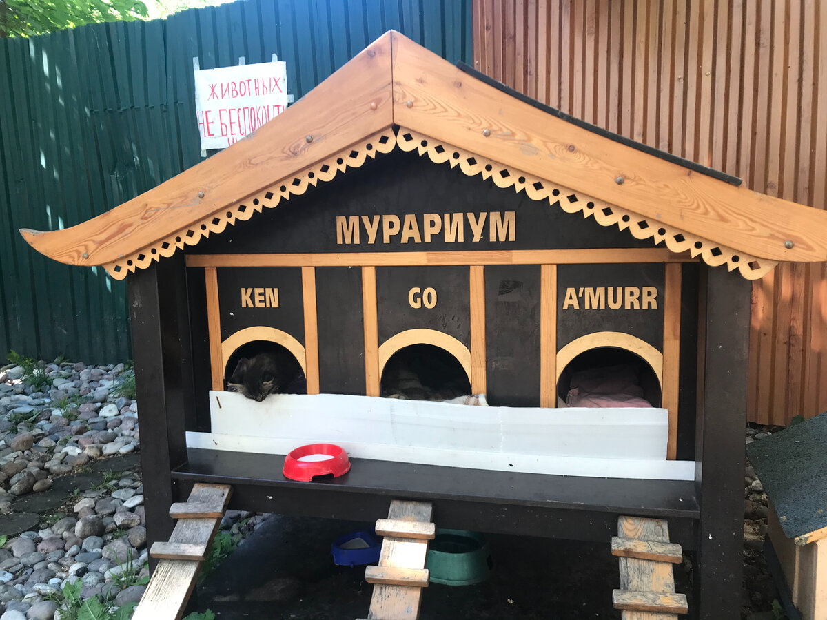 Домики для кошек (общежитие)