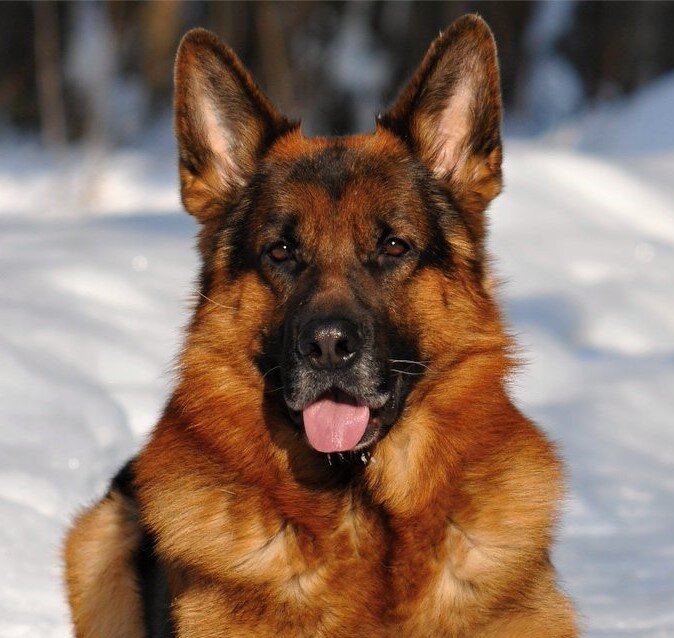 картинка взята автором  из открытых источников для иллюстрации