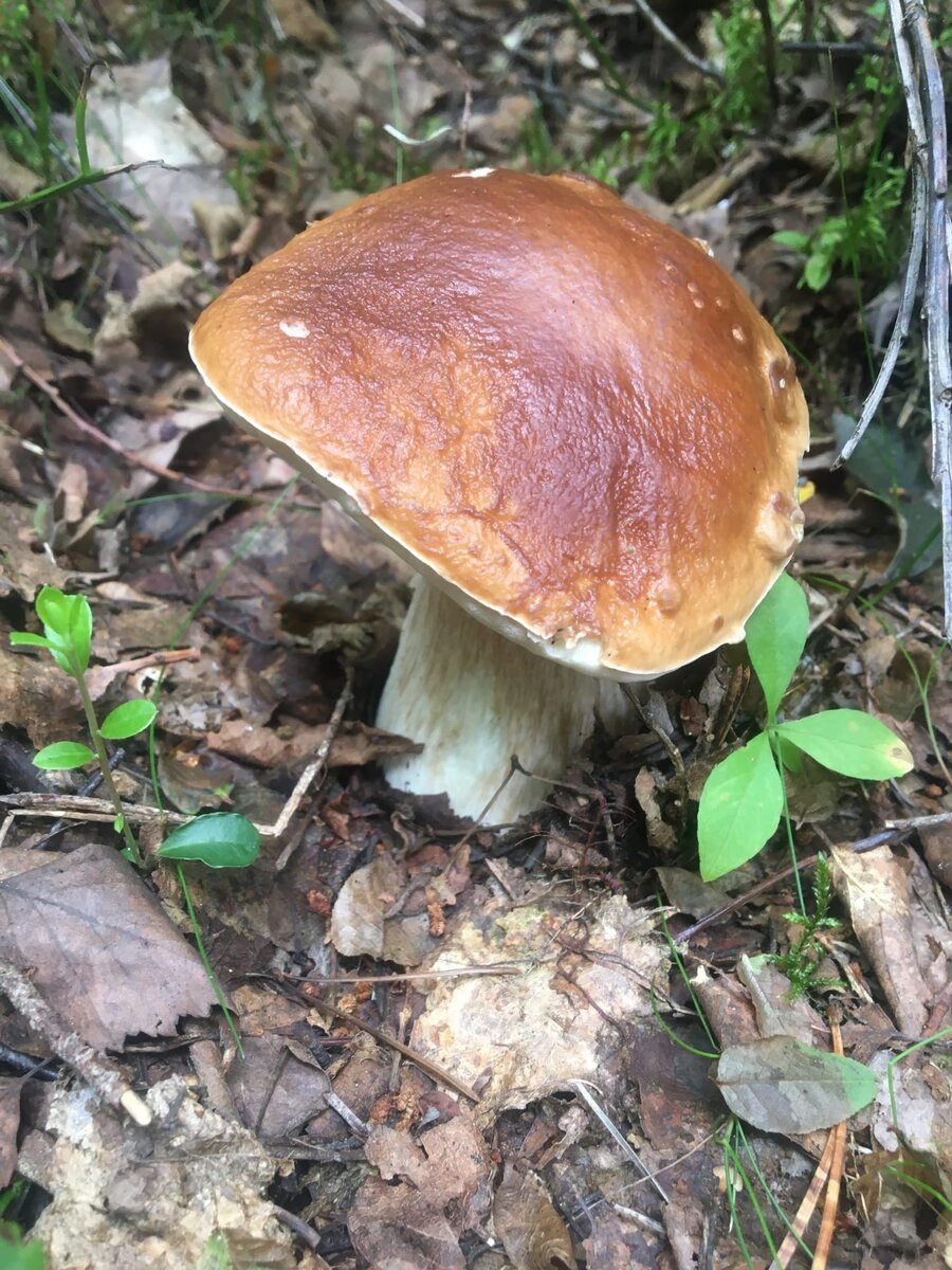 Ломоносовский район , 12 августа 2021