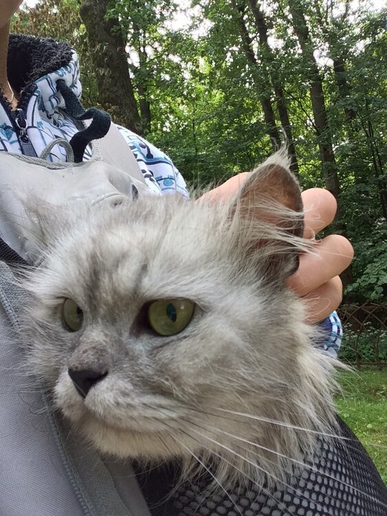 Шерри на прогулке