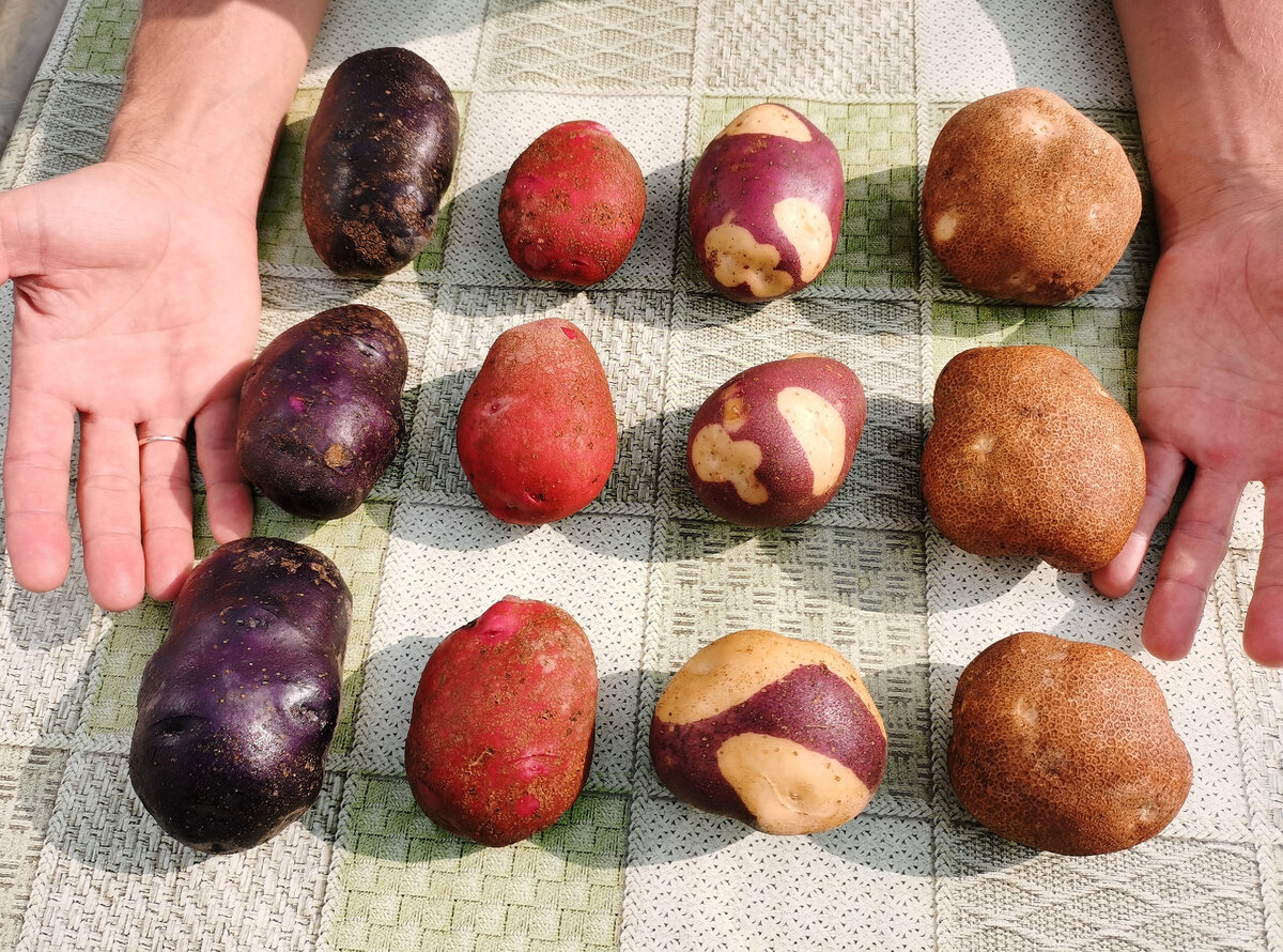 Занимательное огородничество и его плоды :)) 