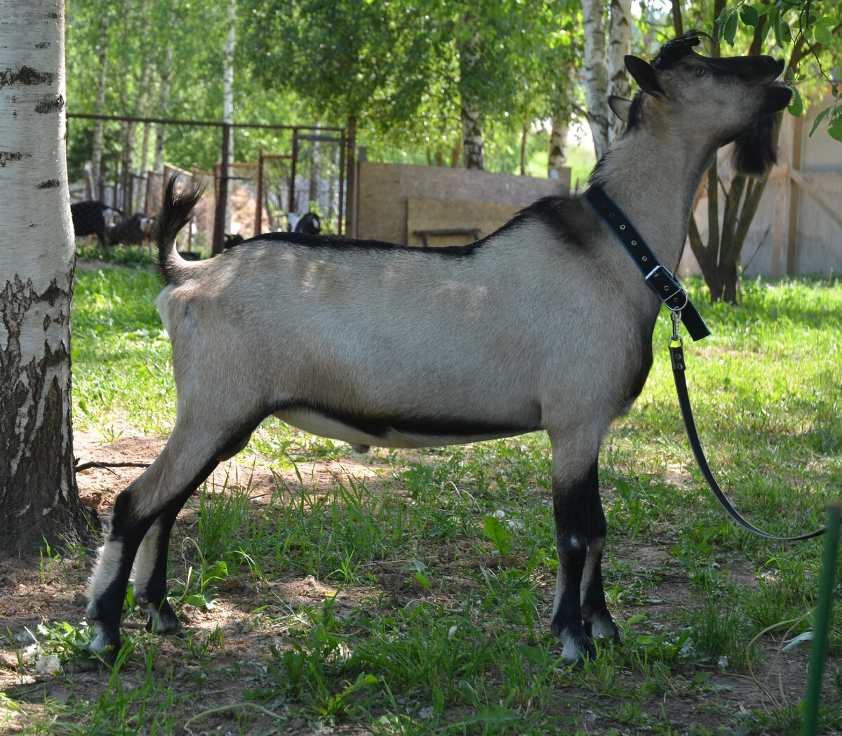 Почему у коз бывает 