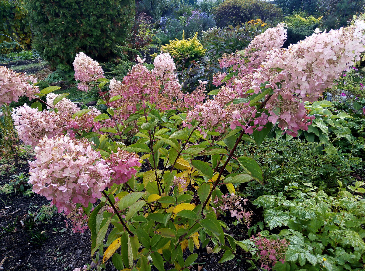 Под декоративные кустарники нужно внести удобрения