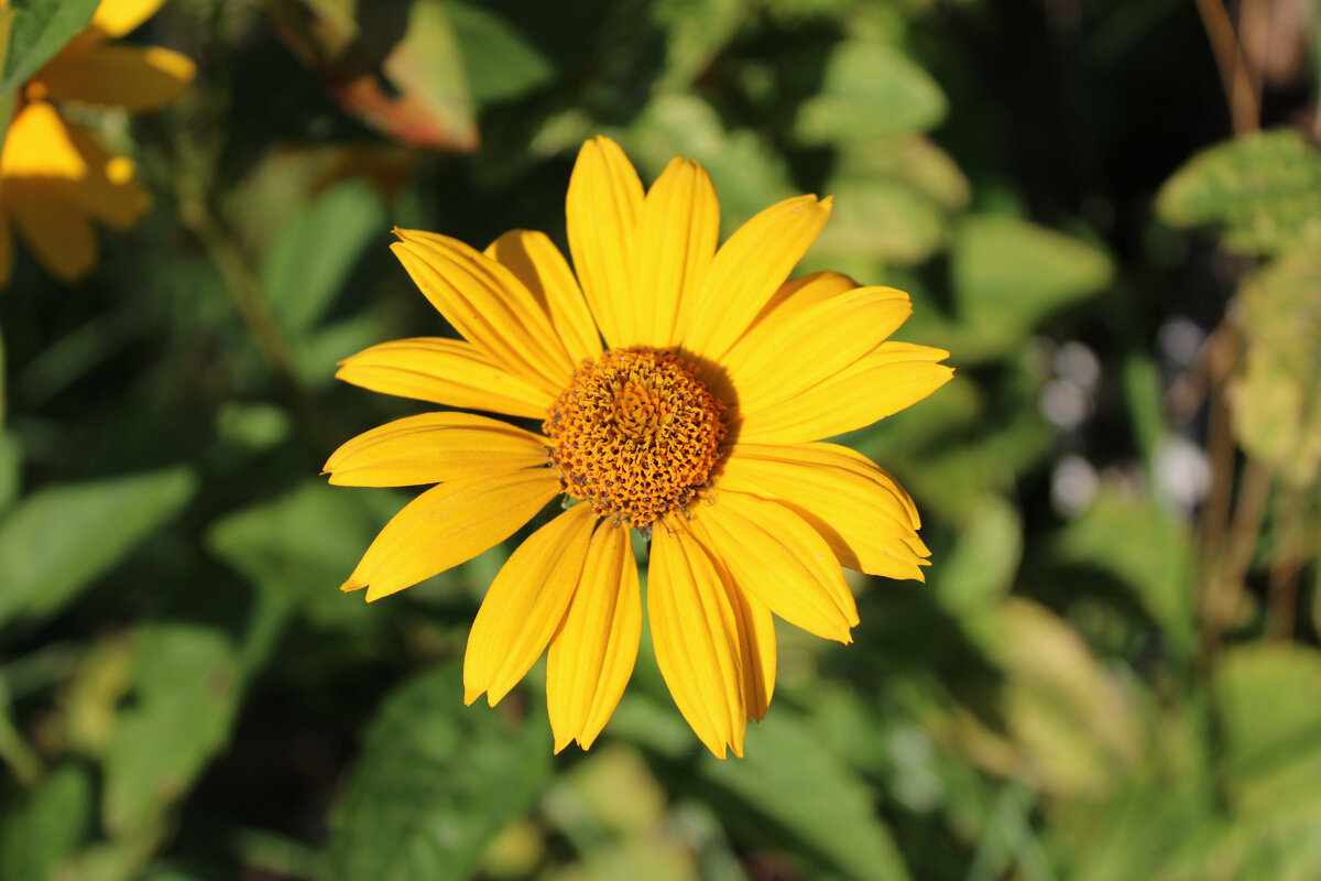 Гелиопсис пёстролистный