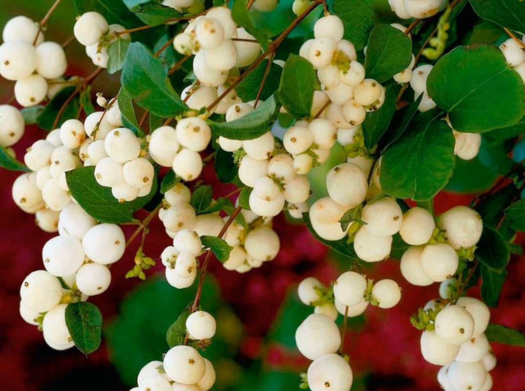 Снежноягодник белый Symphoricarpos Albus