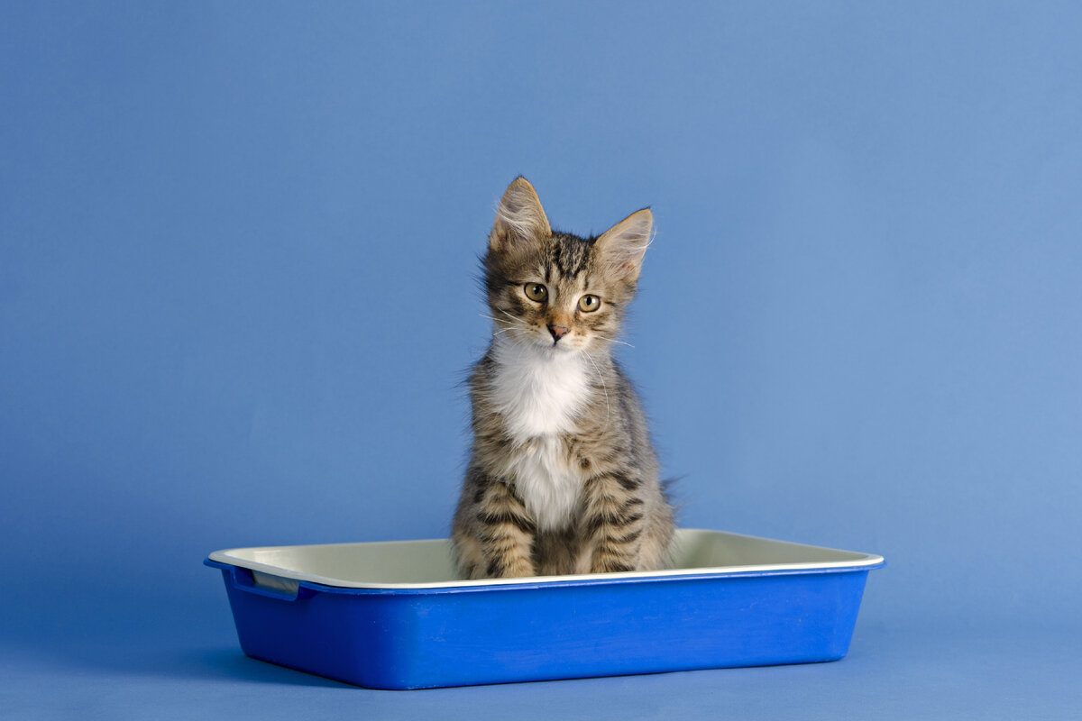 Наполнитель для кошачьего туалета: виды, выбор, плюсы и минусы