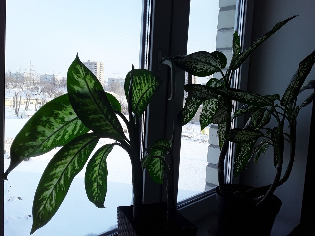 Диффенбахия