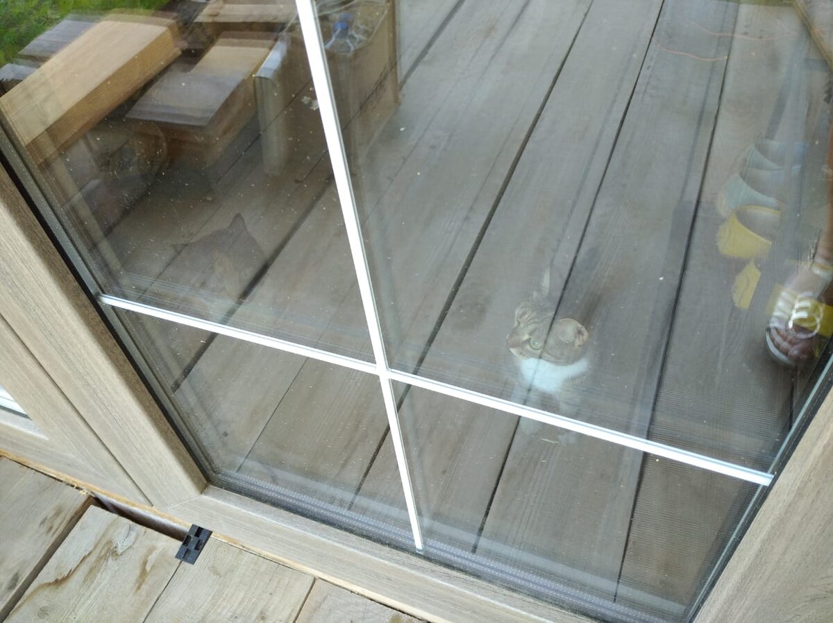 Например Филадельфию Мурзиковну (слева) и Катрину Васьковну (справа)... и  немного ноги фотографа