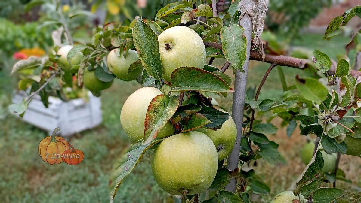 Симиренко, очень урожайная. С каждым годом увеличивает урожай втрое.