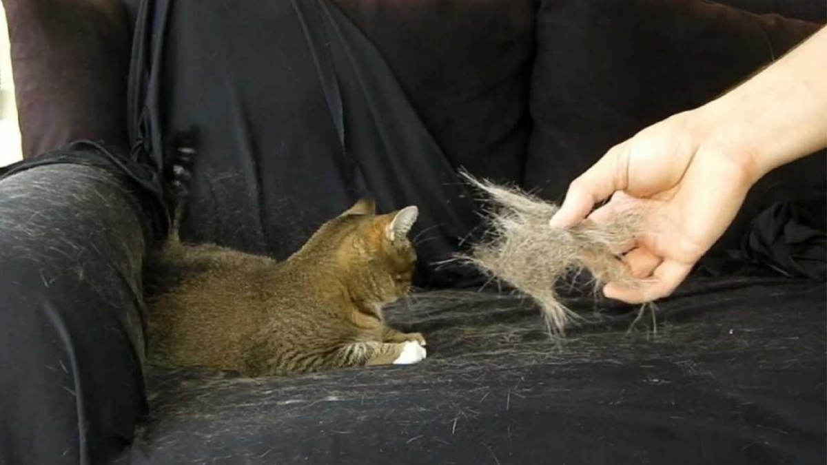 Кошачья шерсть. Шерсть от домашних животных. Кошачья шерсть на одежде. Шерсть на мебели от животных.