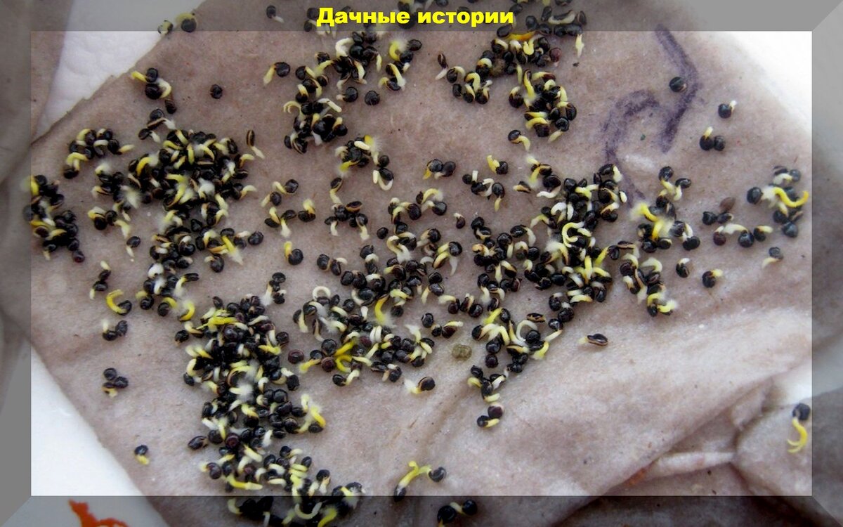 https://vk.com/photo-159774511_457250574