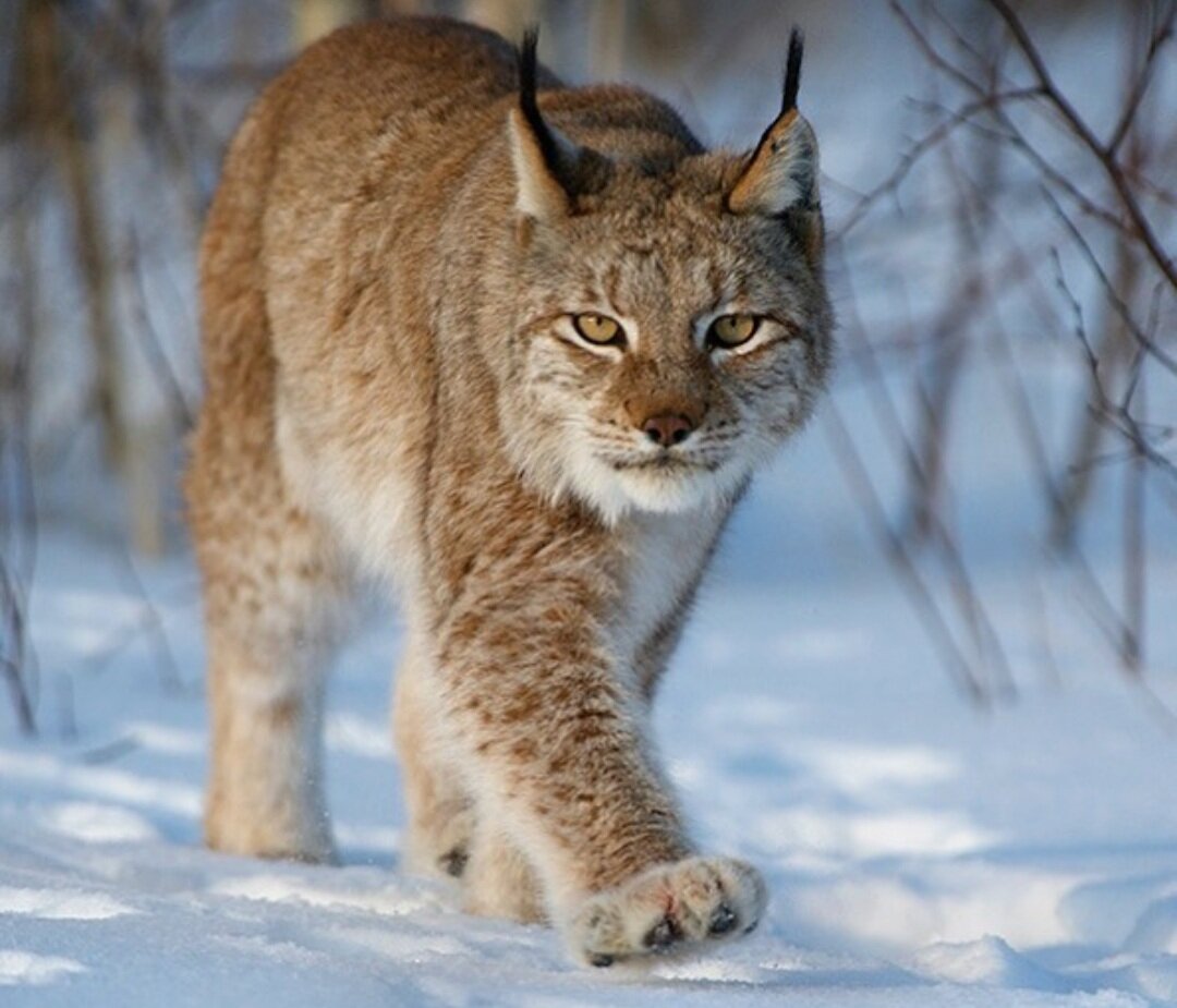 Рысь на тропе, автор фото @ValeriyMaleev