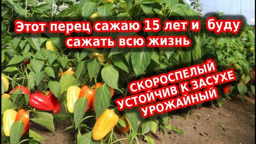 Перец сладкий здоровье. Лучший сорт, ультраскороспелый, урожайный, неприхотливый.