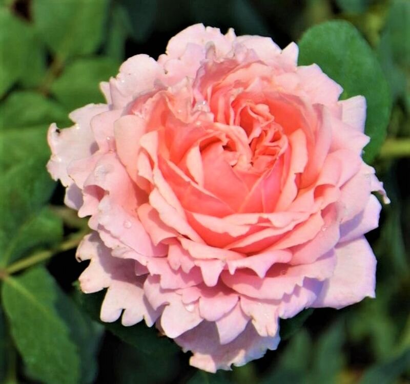  Sophie Rochas. Фото с сайта: https://clck.ru/ar5Qx.