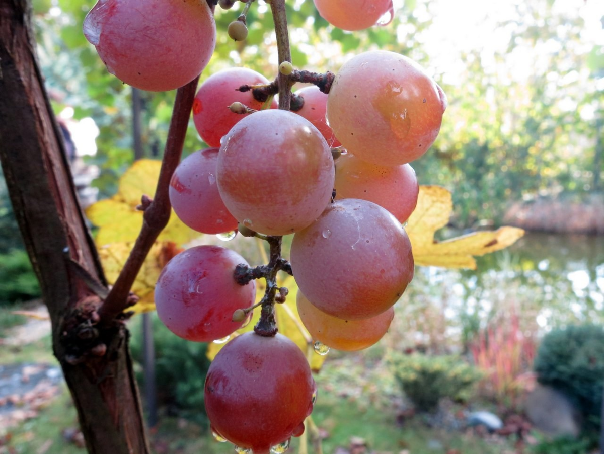 в плохие годы бывает и такая кисть но их много. ОЧень много