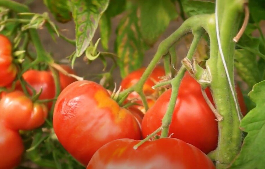 Томат диетический. Томат сибирский здоровяк семена алтая. Томат сибирский здоровяк. Томат диетический здоровяк сибирский сад. Томат диетический здоровяк сибирский сад.