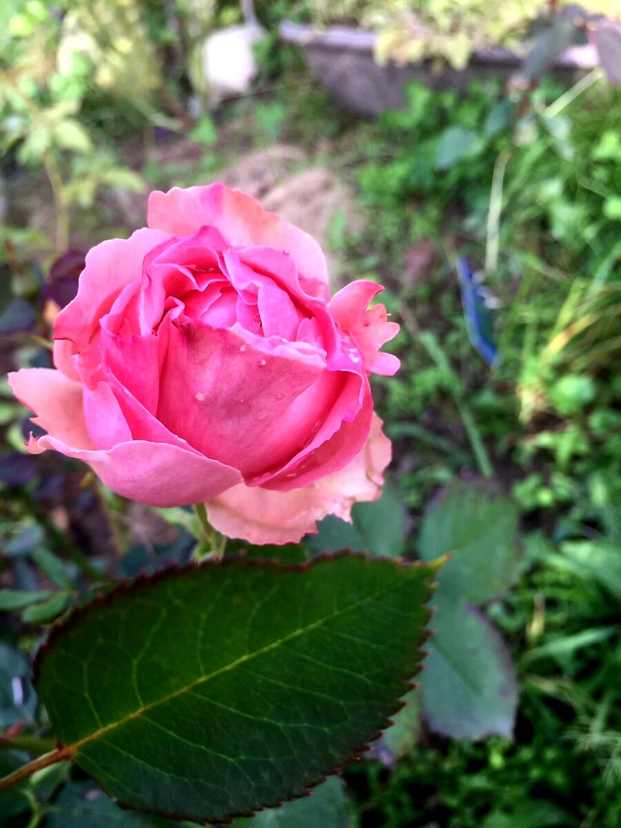 Фест Леди. Фото автора. 