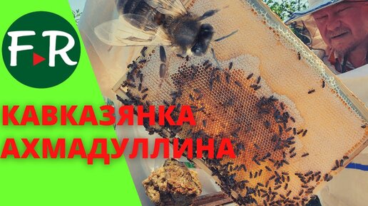 Бизнес на пчёлах. Пакетное пчеловодство. Серая горная кавказская пчела. Пасека Ахмадуллина Ильсура