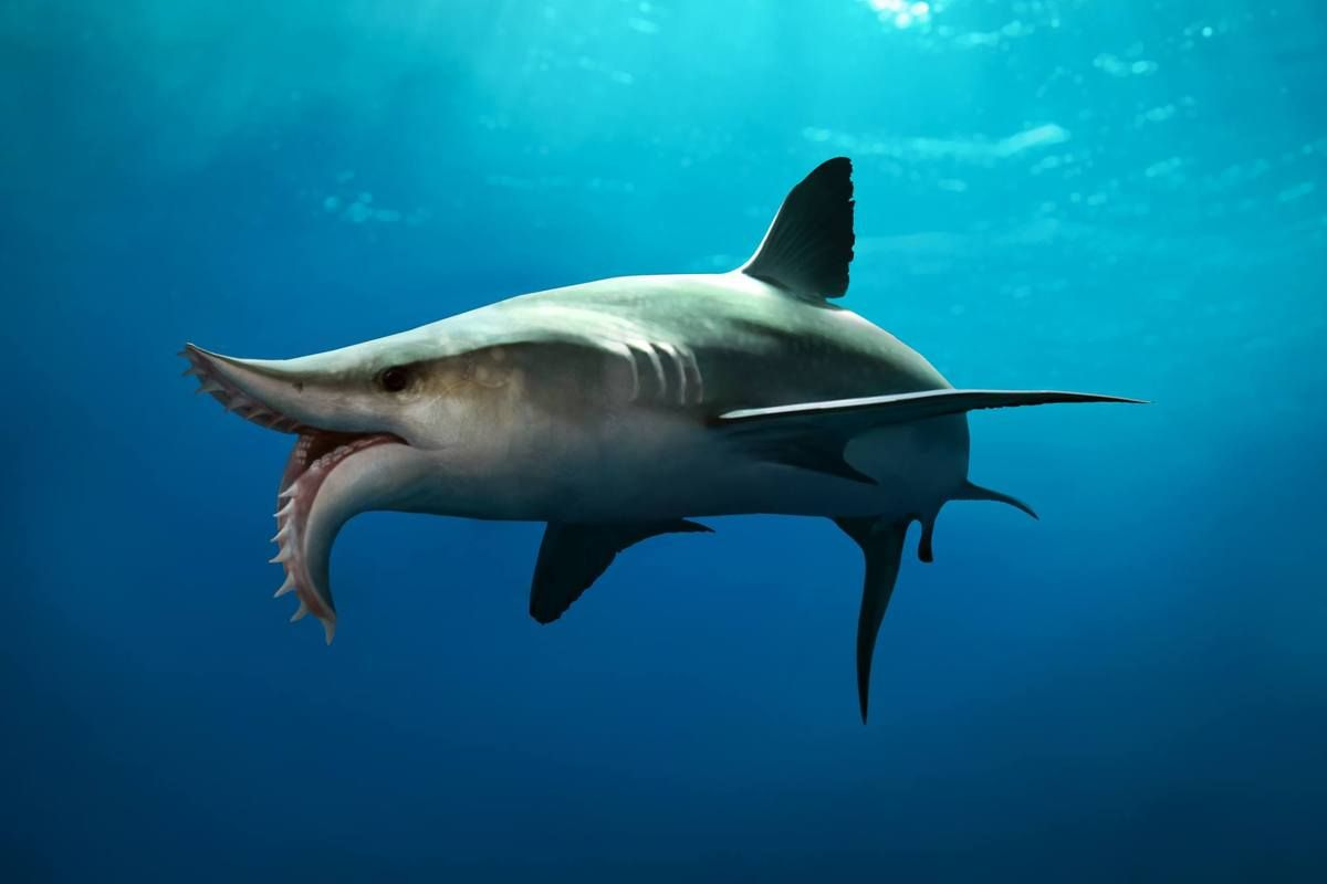 Эдестус (Edestus). Эдестус акула. Edestus giganteus. Динозавр геликоприон. Акула это рыба или млекопитающее