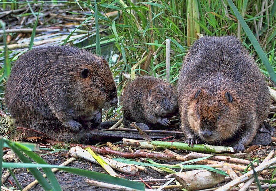 Бобры в лесу. 