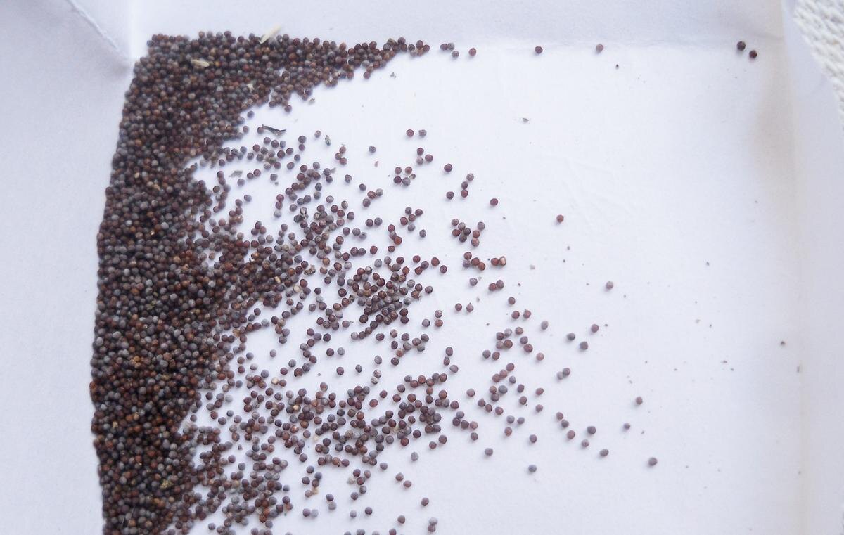 Семена у петунии очень маленькие (фото с сайта 2sotki.ru)