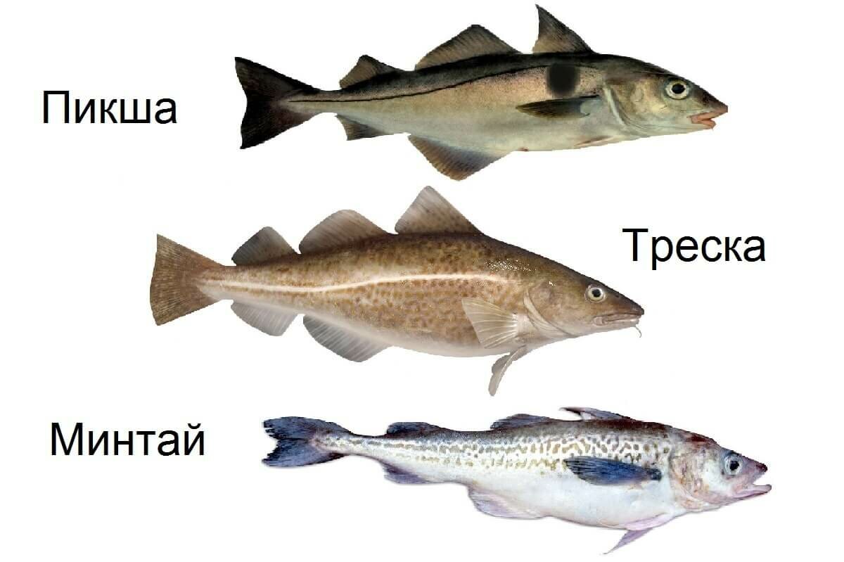 Как отличить рыбу. Рыбы семейства тресковых названия. Рыба минтай семейство тресковых. Морская рыба пикша. Семейство тресковых треска и пикша.