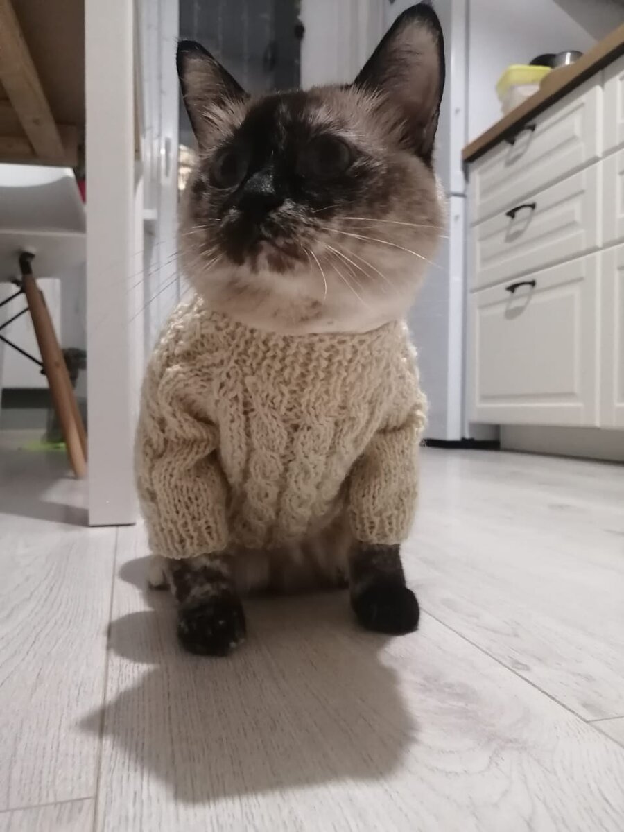 Модник масти кошачьей