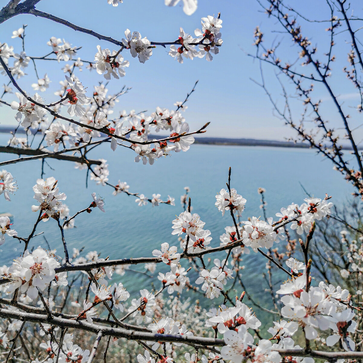 Народное название - вербное воскресенье, а на самом деле - Неделя Цветоносная, вход Господень в Иерусалим. 