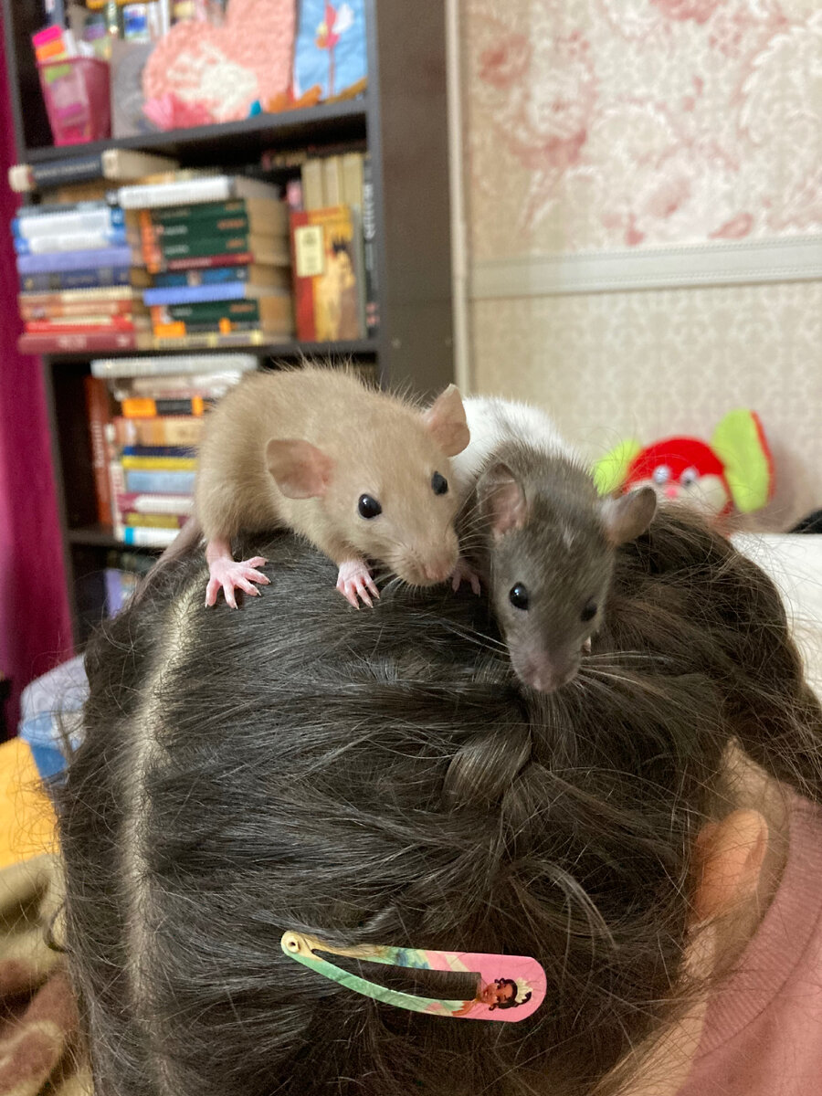 Фото сделано две недели назад, сейчас девки увеличились вдвое 😃