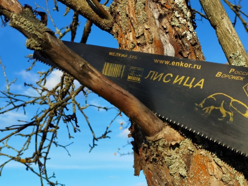 Особенности обрезки