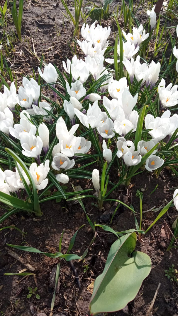 Цветочки на нашей даче