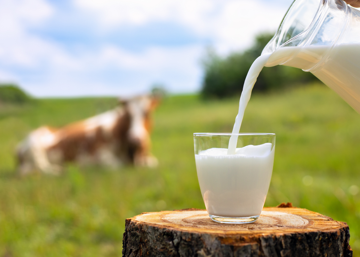 Пейте, люди, молоко – будете здоровы!