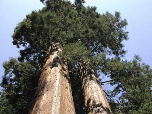Секвойи - самые большие деревья в мире | Обо Всем | Дзен