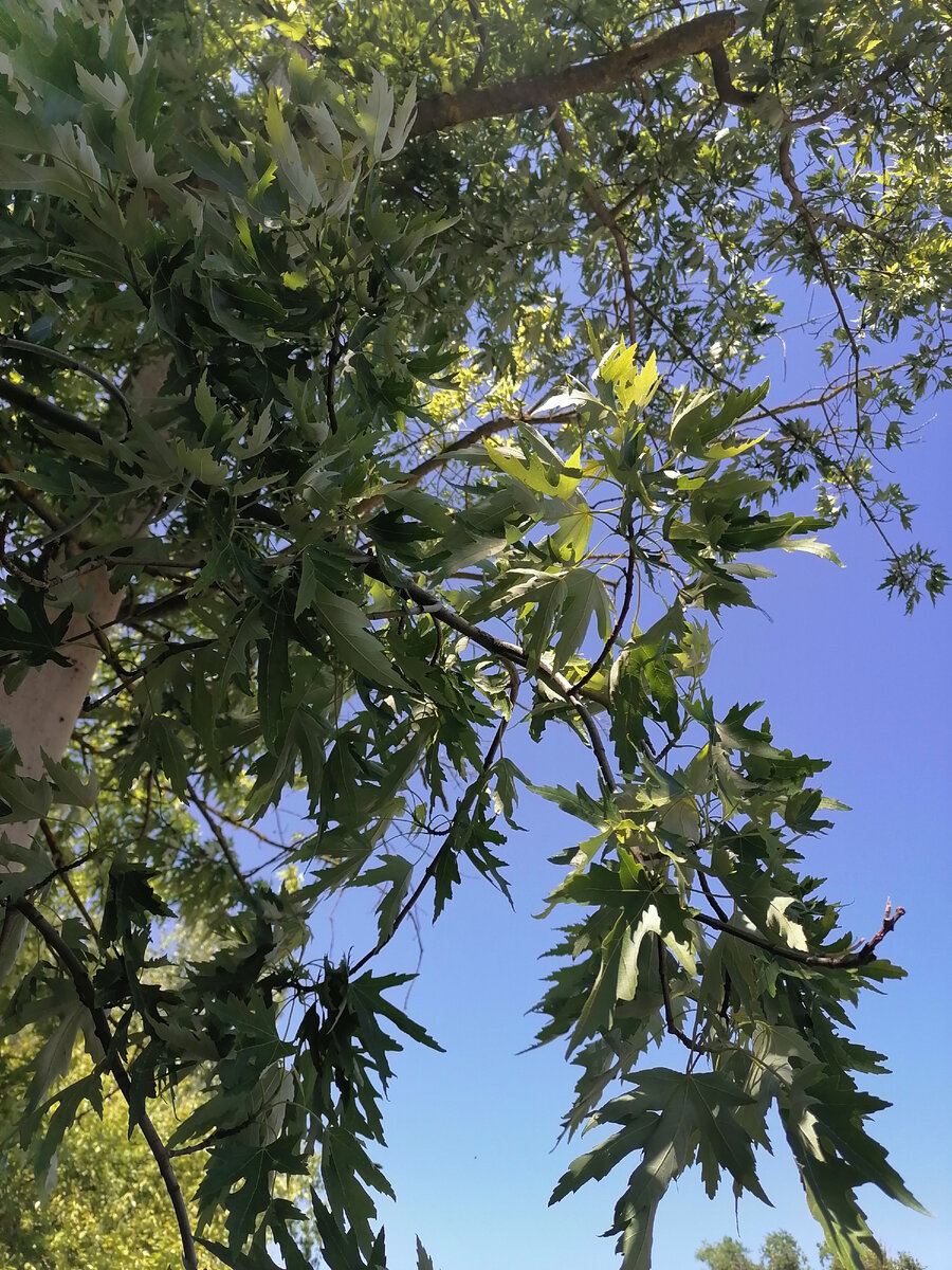 Листья с нижней стороны покрыты белым опушением, как у серебристого же тополя.