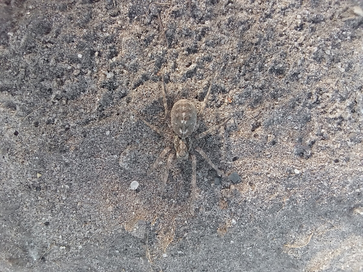 Милый жучок паучок,похожий на тарантула