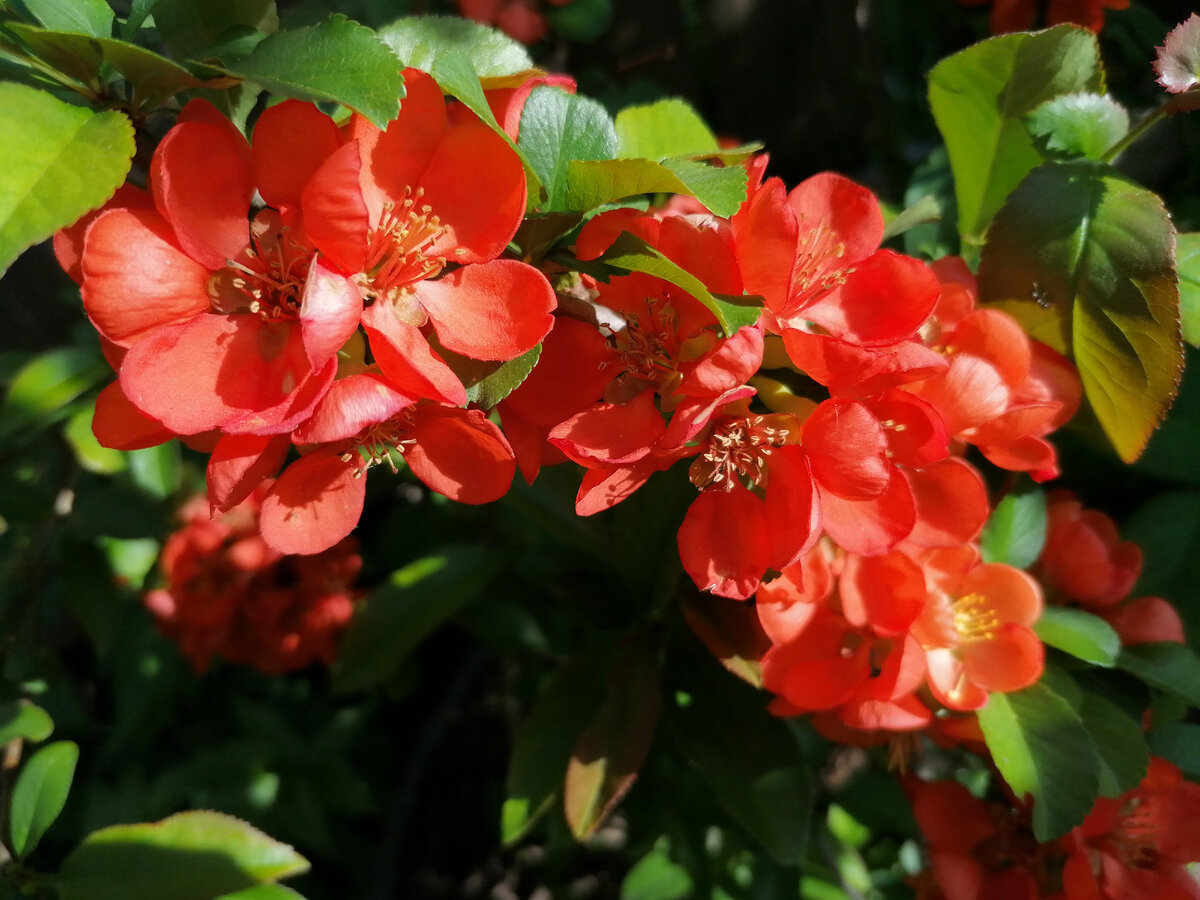 Айва кримсон энд голд. Хеномелес Саржента. Айва саженцы. Chaenomeles japonica sargentii. Айва японская ред Джой.