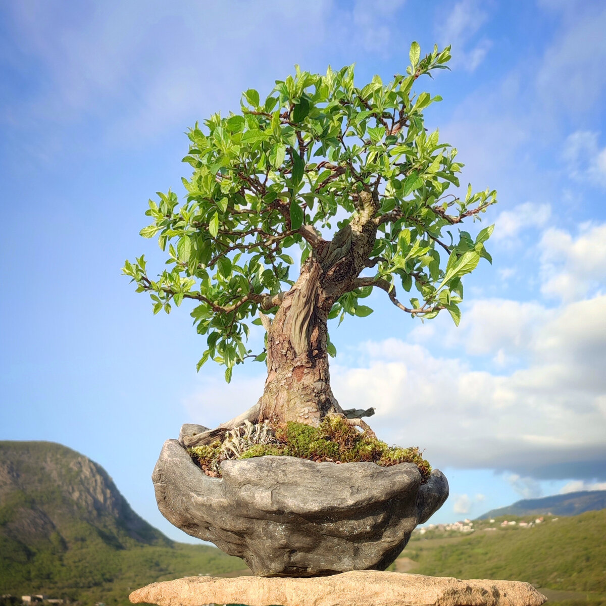 Яблоня, 32×26×17, уникальный.