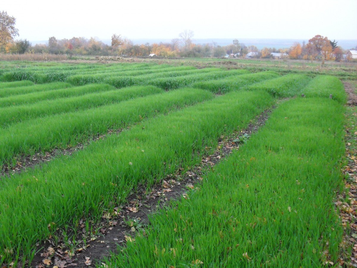 Выращивание сидератов в фермерском хозяйстве. Фото из открытых источников. 